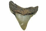 Serrated, Juvenile Megalodon Tooth - North Carolina #345687-1